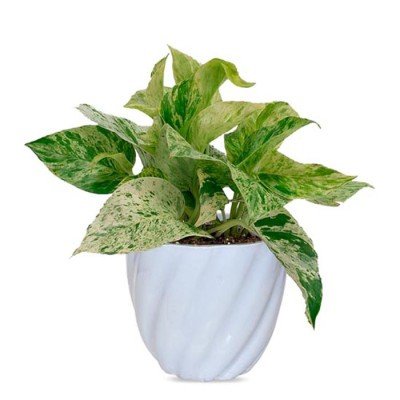Marble Money Plant in Light Blue Twisted Grace Ceramic Pot
